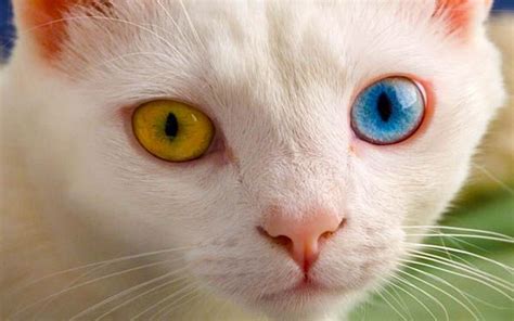 44 best Odd eyes cats images on Pinterest | Animals, Blue eyes and Cats