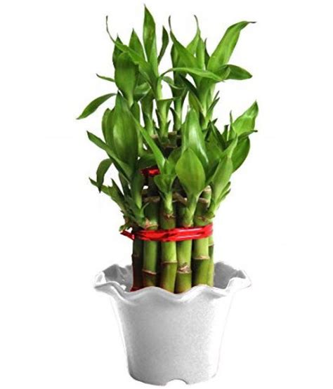 By metro=chattarpur metro station, new delhi plot no. Green plant indoor 2 Layer Lucky Bamboo Plants Indoor ...