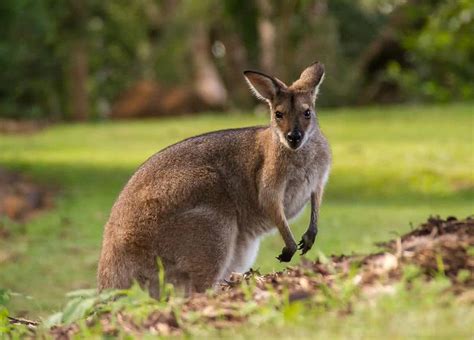 Top 10 Fastest Land Animals In The World - The Mysterious World