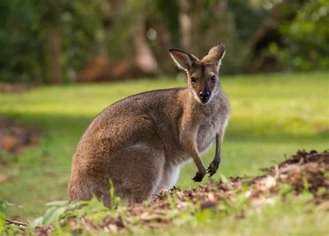 Top 10 Fastest Land Animals In The World The Mysterious World