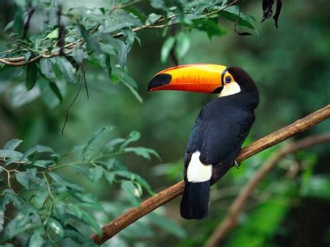 Plant diversity in tropical rain forests is very important. Animals and Plants - Tropical Rainforest