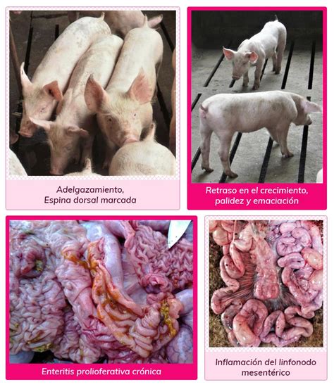 Guía Básica Para La Identificación De Enfermedades Digestivas Del Cerdo En Las áreas De Destete