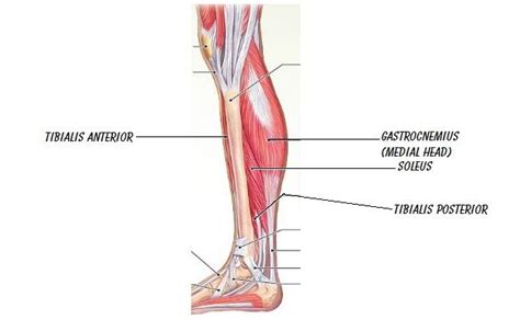 Labeled Muscles Of Lower Leg Yahoo Search Results Lower Leg Lower