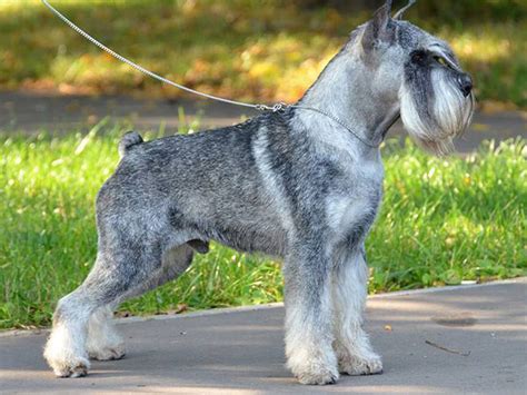 Early schnauzers were likely derived by crossing gray spitzes with black poodles. Standard Schnauzer Info, Temperament, Puppies, Pictures