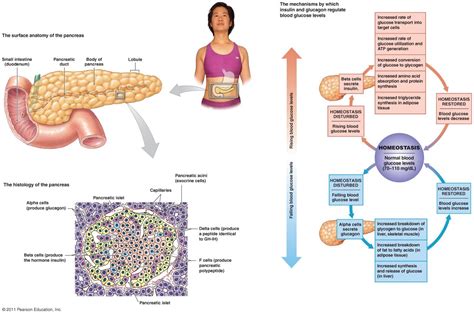 Pin On Knowing Deeper About Endocrine Function Of Pancreas