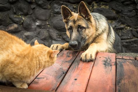 Many believe it is more intelligent than other breeds because of the description. Introducing a Dog to a Cat | Choosing The Right Dog For ...