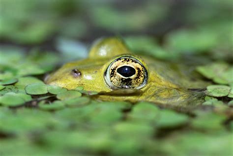 Wallpaper Eyes Water Green Wildlife Amphibian Toad Fauna