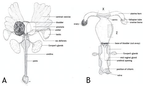 Male Hedgehog Anatomy