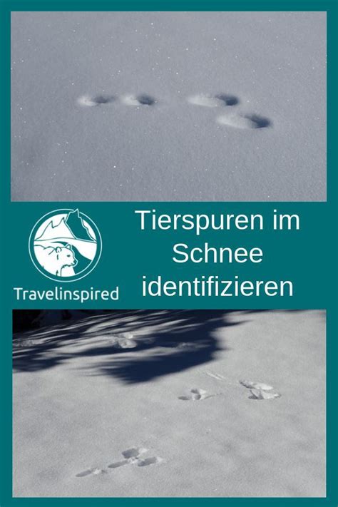 Tierspuren im schnee erzählen eine geschichte. Schneeschuhwandern in Tirol: Tierspuren im Schnee ...