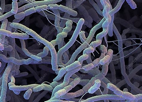 Streptomyces Bacteria Sem Stock Image B2400031 Science Photo Library