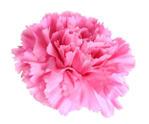 Pink Carnation Stock Image Image Of Dian Carnation 29233263