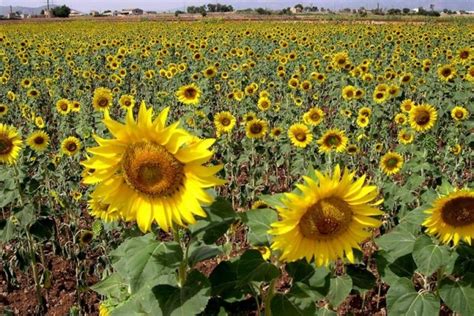 El Cultivo De Girasol Ocupa 15000 Hectáreas En Extremadura En