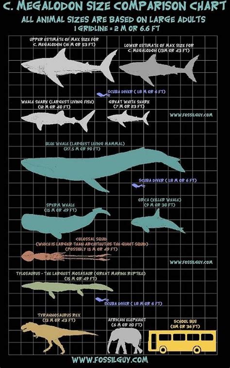 The Megaloon Size Comparison Chart For Different Types Of Sharks And