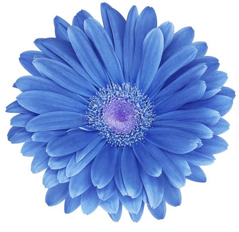 Blue Gerbera Flower Isolated On A White Background No Shadows With