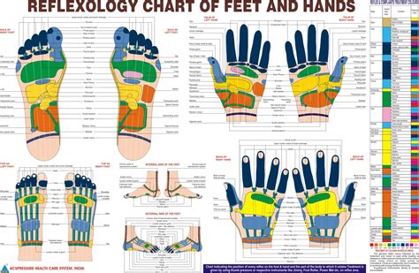 Reflexology Chart Hand Foot
