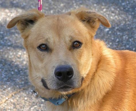There is a mention of the dog in ancient folklore, and according to historians, these dogs date back to the 8 th century. Rescue Dogs available for Adoption