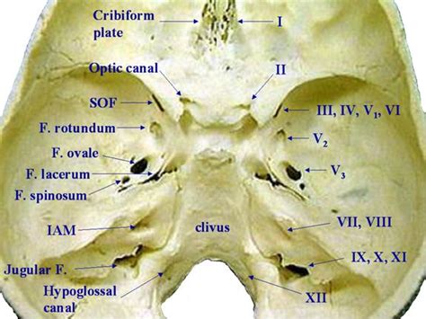 Structures Passing Through Foramina Of Skull Medchrome