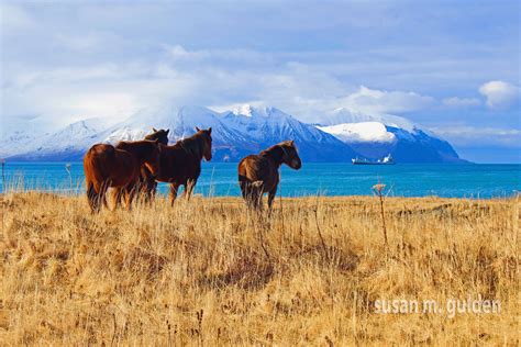 Wild Horses Morris Cove Dutch Harbor Unalaska Alaska Usa Photo