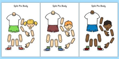 split pin bodies corpo pré escolar contação de história corpo humano