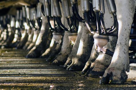 Tap Water And Table Salt May Be Safer And Cheaper For Milk Production