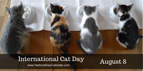 The bodega cat is a noble creature, known for keeping boxes company and customers amused. INTERNATIONAL CAT DAY - August 8 - National Day Calendar