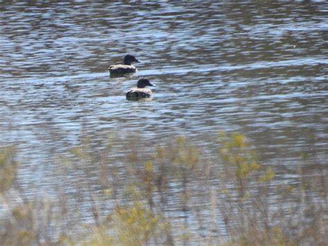 Two Ducks Help Me Identify A North American Bird Whatbird Community