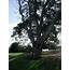 Stanford Golf Course Superintendents Blog Aging Oak Tree  15 Tee