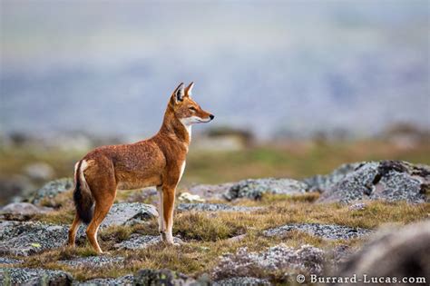 Abyssinian Wolf Burrard Lucas Photography