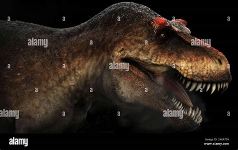 Tyrannosaurus Rex Profile View Stock Photo Alamy