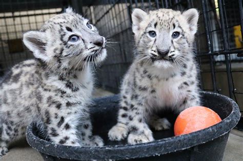 Two Stunning Snow Leopard Cubs Are The New Stars Of Omahas Henry