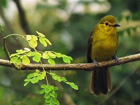 A Yellow Bird Sitting On Top Of A Tree Branch Next To Green Leaves And