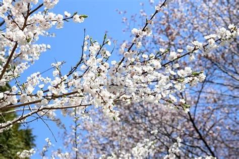Sakura Stock Images Free Plum Blossom Photo