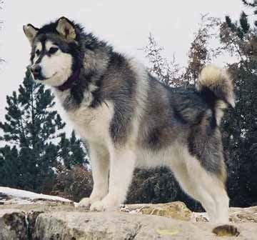 alaskan malamute reviews  pictures dogs breeds  puppies reviews