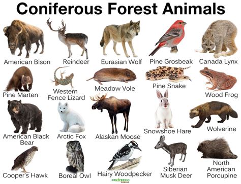 Coniferous Forest Animals List And Facts Coniferous Forest