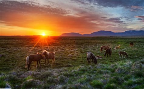 Wild Horses Sunset Wallpaper 2880x1800 14585