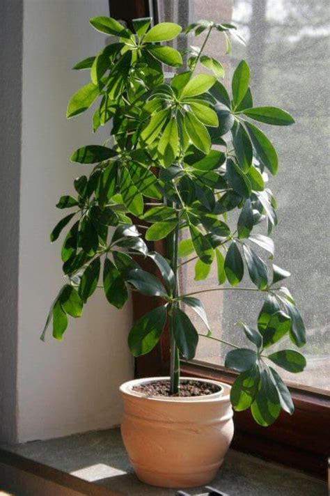 Different Types Of Umbrella Plants - Umbrella Plant Flower