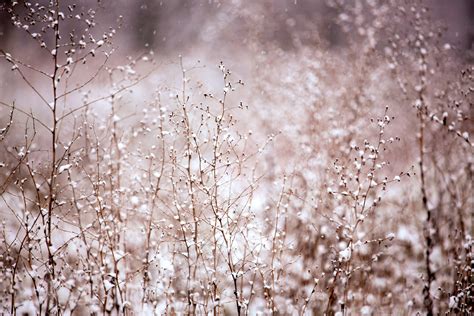 Free Images Tree Water Nature Branch Snow Cold Winter Plant