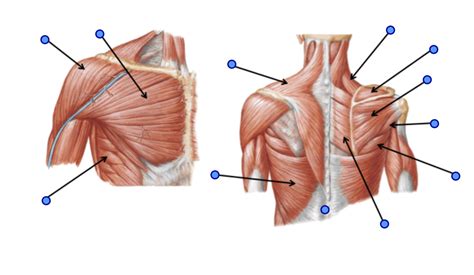 Shoulder Muscles Diagram Quizlet