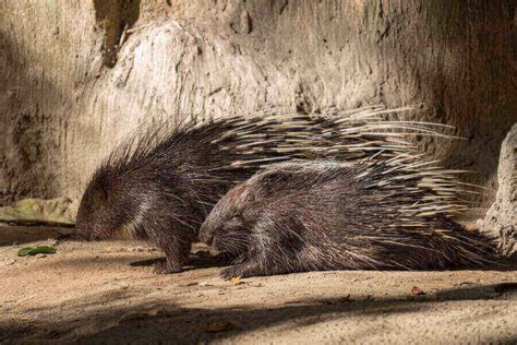 Hedgehog Vs Porcupine 5 Core Differences Explained