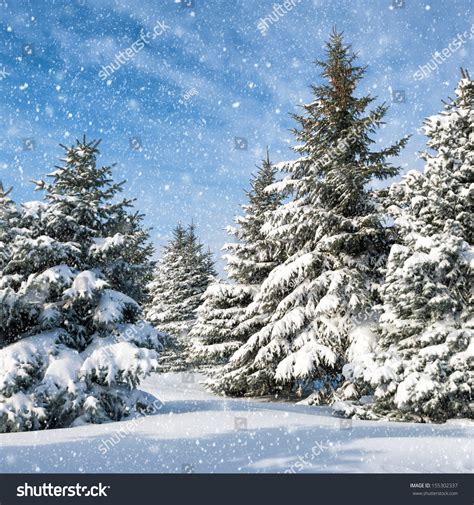 Fir Trees Covered By Snow Stock Photo 155302337 Shutterstock