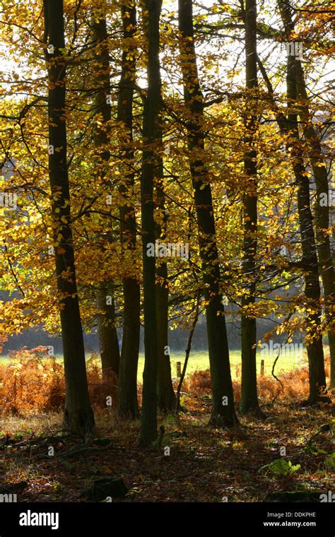 Beech Trees Fagus Sylvatica Woodland In Autumn Ashridge