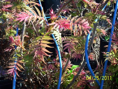 That's my new favorite camel. 'Sem' Ash Leaf Spirea (Sorbaria) is a wonderful new ...