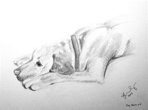 How To Draw A Labrador Lying Down Foster Jeanette