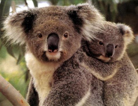 Endangered species of animals, endangered species - Funny Pictures