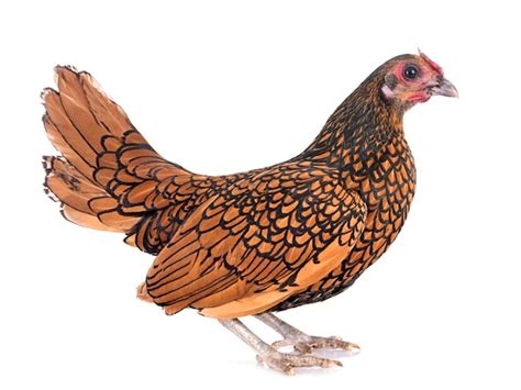 premium photo golden sebright chicken