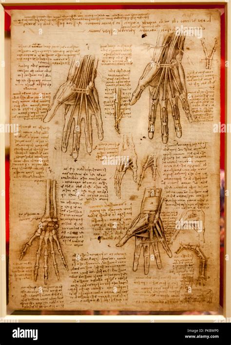 Leonardo Da Vinci Anatomy Hand