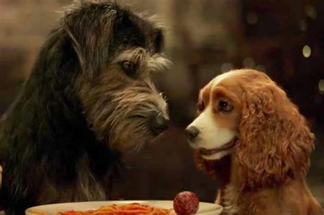 Lady And The Tramp 2019 Disney Remake Release Date Cast