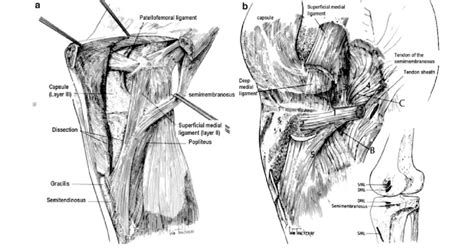 A The Superficial Medial Collateral Ligament Lies In The Intermediate