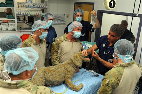 If you have any questions. At a Long Island Animal Hospital, Learning How to Treat ...
