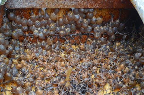 1.2 solusi alami untuk mengatasi batuk ringan. MADU KELULUT HUTAN PALAS: KHASIAT MADU KELULUT